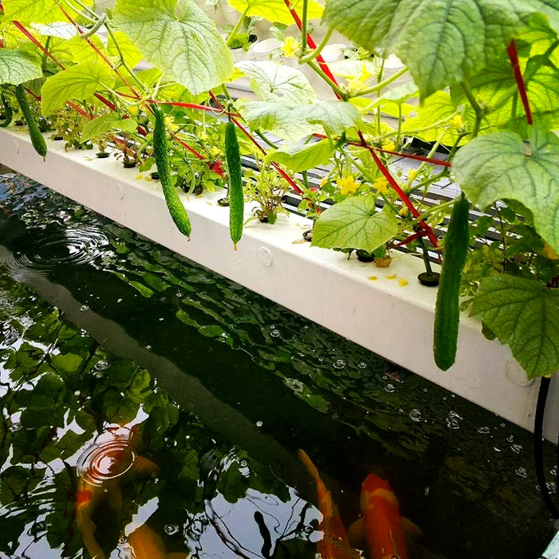 开封市空中草莓鱼菜共生 - 厂家